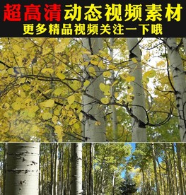 小清新绿叶阳光森林树叶树林