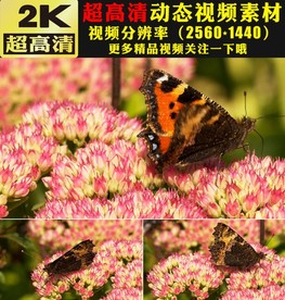 实拍蝴蝶与花鲜花盛开视频