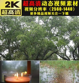 下雨天雨水草地绿叶大树蜡烛实拍