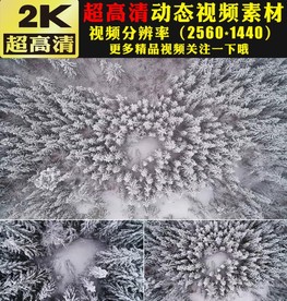 冬天雪景雪松下雪俯拍高清视频