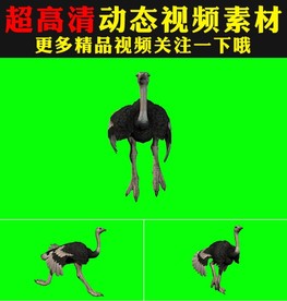 鸵鸟奔跑绿屏抠像背景视频
