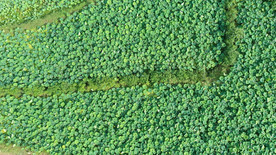 高空航拍荷花池美景