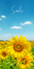 田园风向日葵装饰画