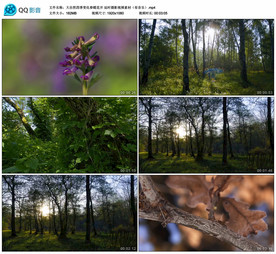 大自然四季变化春暖花开实拍视频