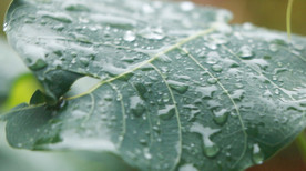 雨中的菩菩提树