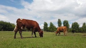 草原上吃草的两只牛，高清实拍