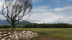 丽江拉市海草场风光，牛马吃草