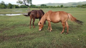 4K视频湿地草场，情侣马在吃草