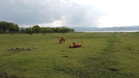 4K拍摄湿地草原马儿打滚视频