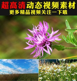 春天鲜花绽放动态视频