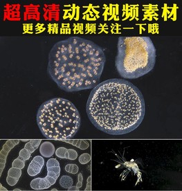 神奇海底生物微生物细胞视频