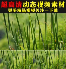 小清新绿叶小草叶子阳光嫩叶视频