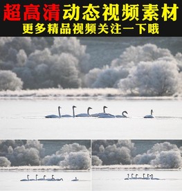 唯美大白鹅天鹅仙鹤湖面戏水视频