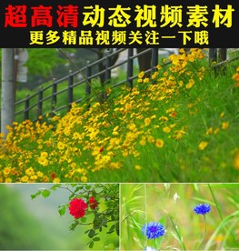 小清新绿叶阳光鲜花盛开春天视频