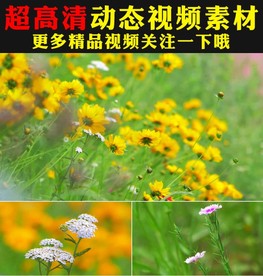 春天草地小草鲜花绽放实拍视频