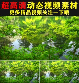 小清新绿色叶子河水倒影视频素材