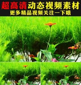 实拍蝴蝶与花鲜花盛开视频