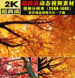 小清新枫叶实拍枫树林金秋视频