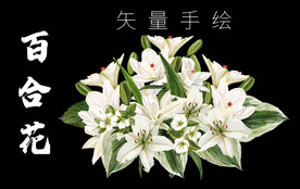 百合花矢量高清手绘艺术插画