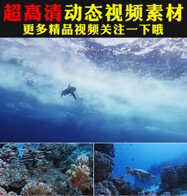 蓝色海底海龟鲸鱼海鱼游动视频