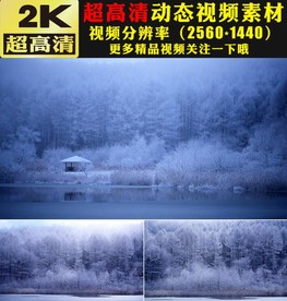冬天雪景雪松下雪雪林雪山视频