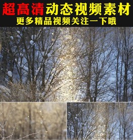 唯美下雪松树雪景光晕冬天视频