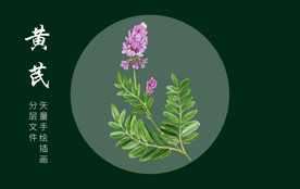 黄芪中草药矢量手绘插画