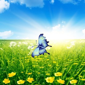 引导层、线蝴蝶飞