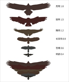 各种鸟翼展轮廓
