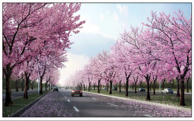 樱花大道景观效果图