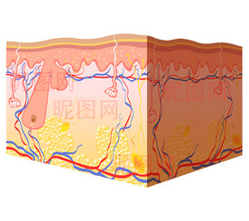 人体表皮皮肤矢量图
