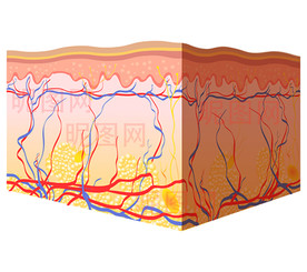 人体皮下组织皮肤矢量图