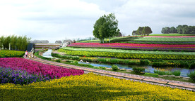 生态花海效果图