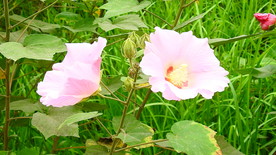 芙蓉葵植物实拍视频