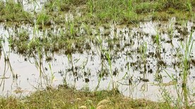 沼泽泥潭实拍视频