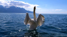 天鹅在湖里游泳