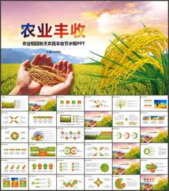 稻田秋天农民丰收节水稻PPT