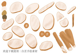 白芷手绘素材
