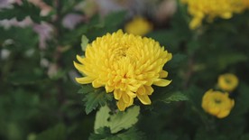 深秋绽放的黄菊