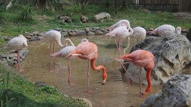 昆明动物园拍摄的火烈鸟