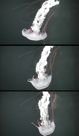 唯美梦幻水母动态视频