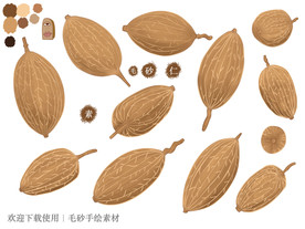 砂仁手绘素材