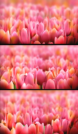 粉红郁金香花海动态视频素材