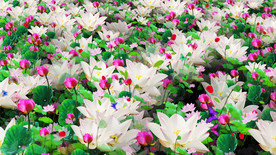 荷花莲花蝴蝶飞 舞美背景视频