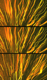 金色粒子线条生长舞台背景