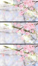 唯美动态樱花合成视频素材