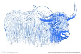 手绘牦牛  高清
