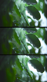 雨中的叶子特写视频素材