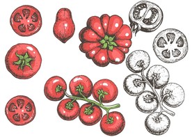 手绘西红柿