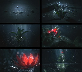 植物发芽生长3D视频素材